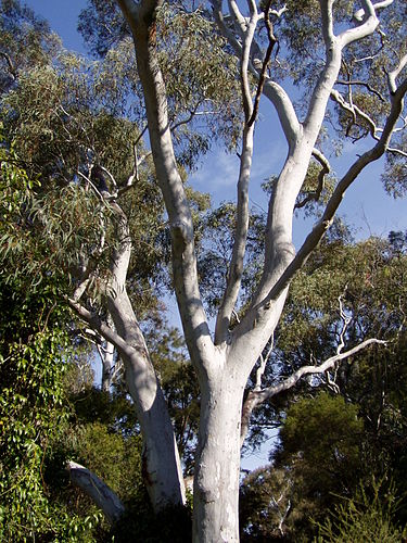 Eucalyptus mannifera